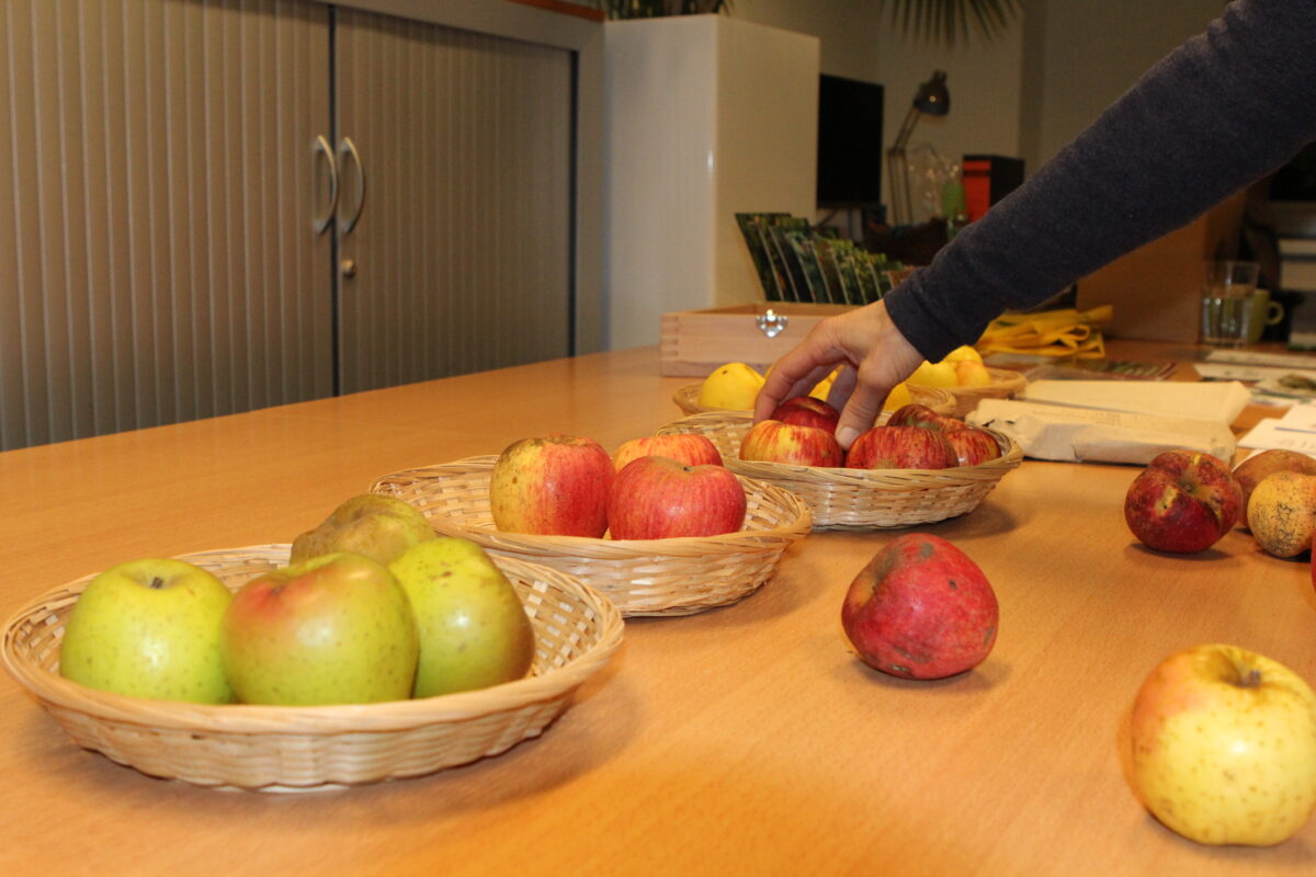 Fruitbomen enten: Werkplaats Voedselbossen Noord-Nederland krijgt uitleg