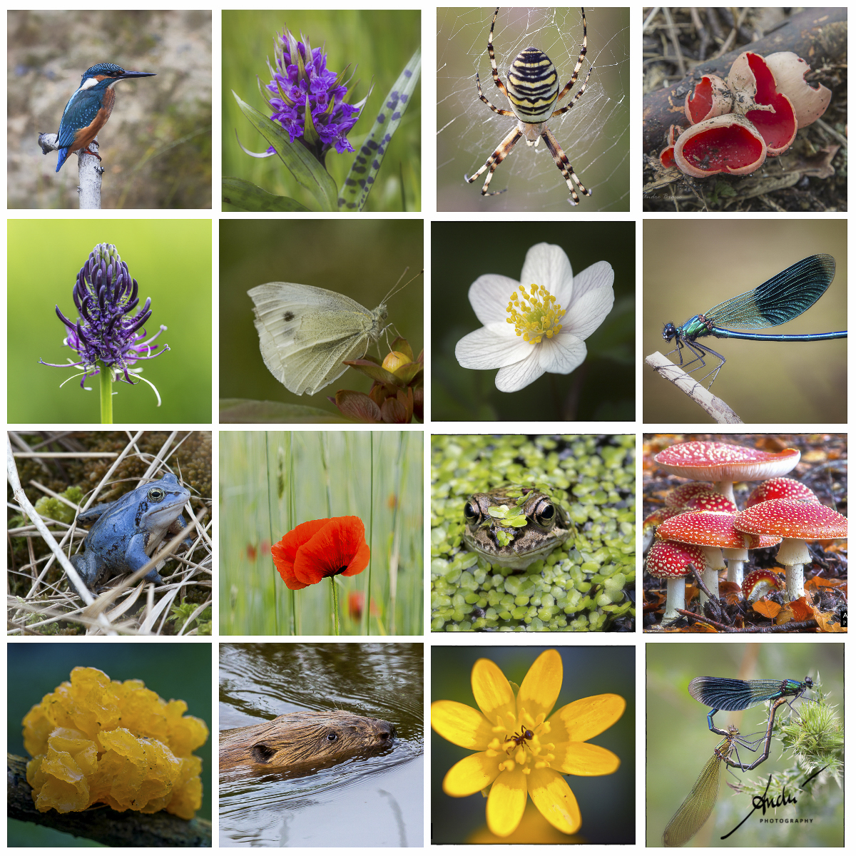 Biodiversiteit en Biodiversitijd