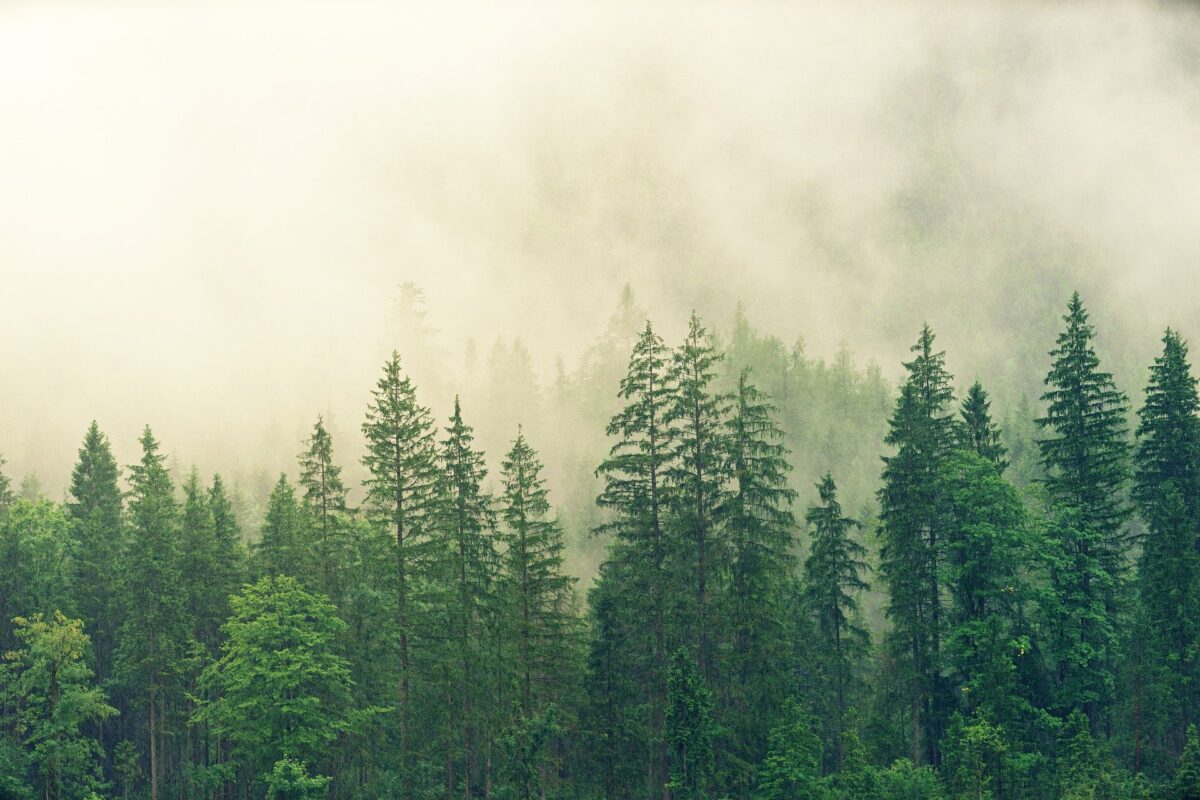 Natuur- en Milieuorganisaties stappen uit Convenant Duurzaamheid Biomassa: productie veroorzaakt natuurschade