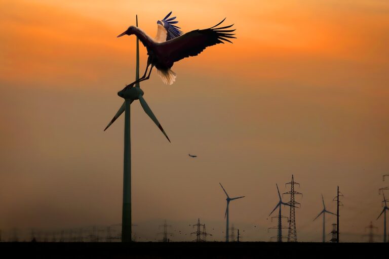 Natuur en Milieufederaties werken aan Natuurinclusieve Energietransitie Wind en Hoogspanning op Land
