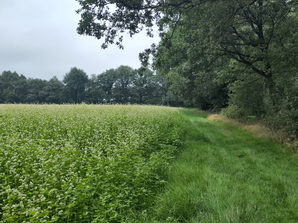 Boekweit terug in Drenthe: van vroeger naar nu